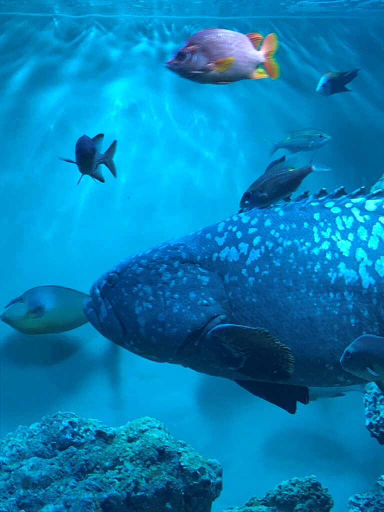葛西臨海水族園