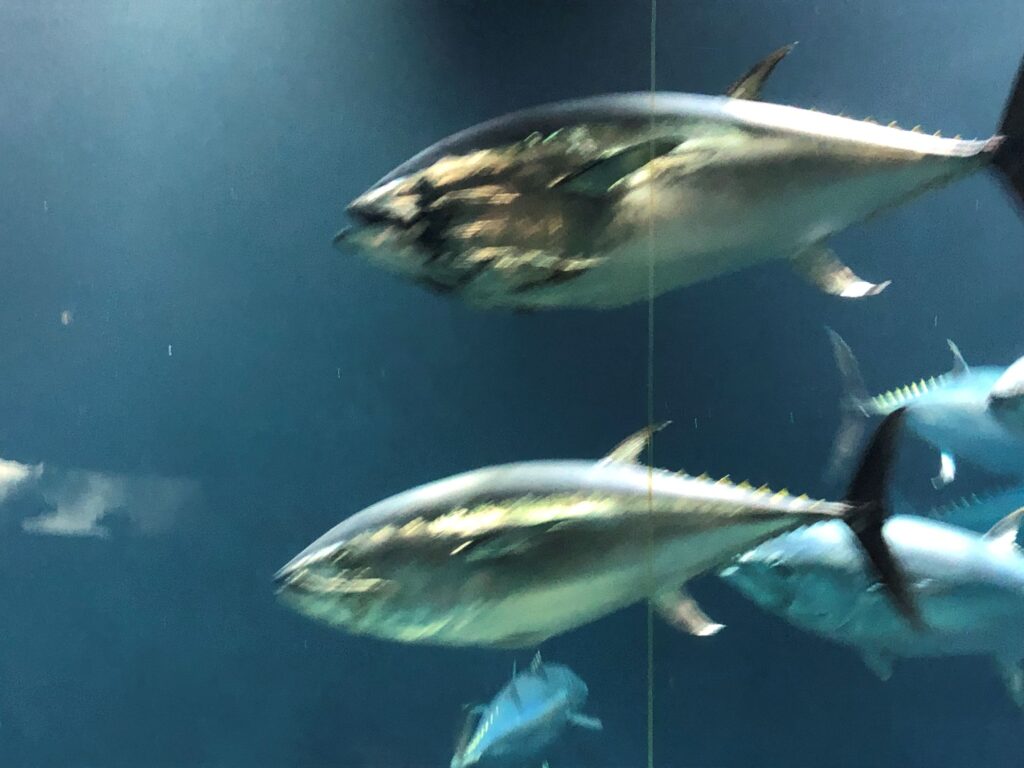 葛西臨海水族園