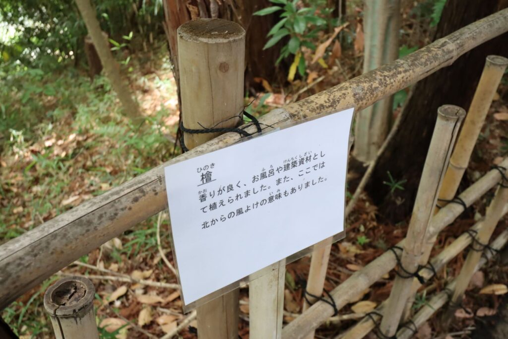 日吉の森庭園の檜の説明文